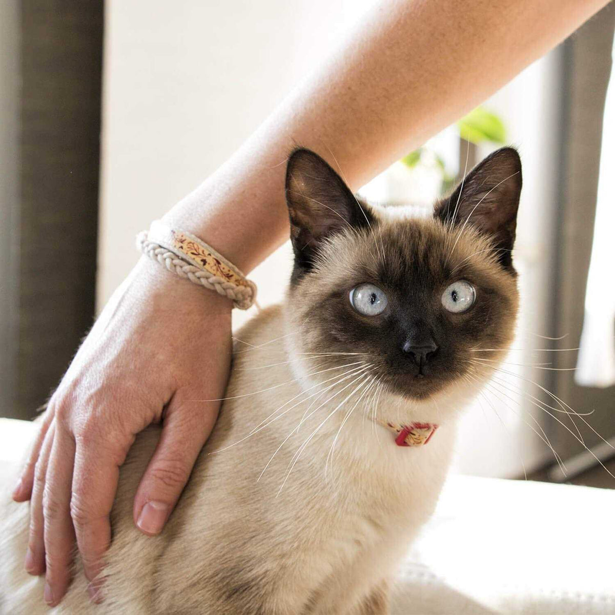 Cat Collar Breakaway R7519