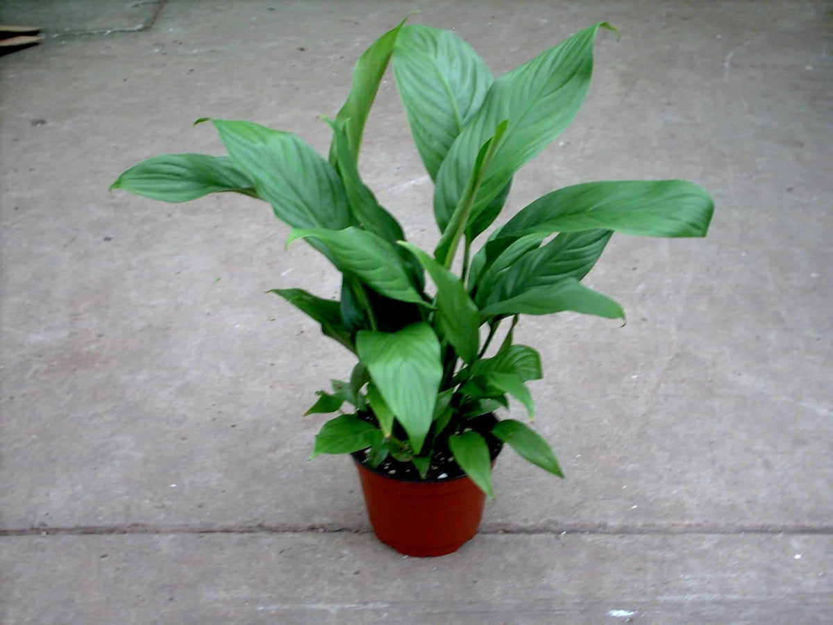 6" Pot Peace Lily G5602