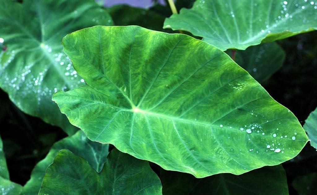 3 Bulbs Elephant Ear Bulbs Decorative Plants M600