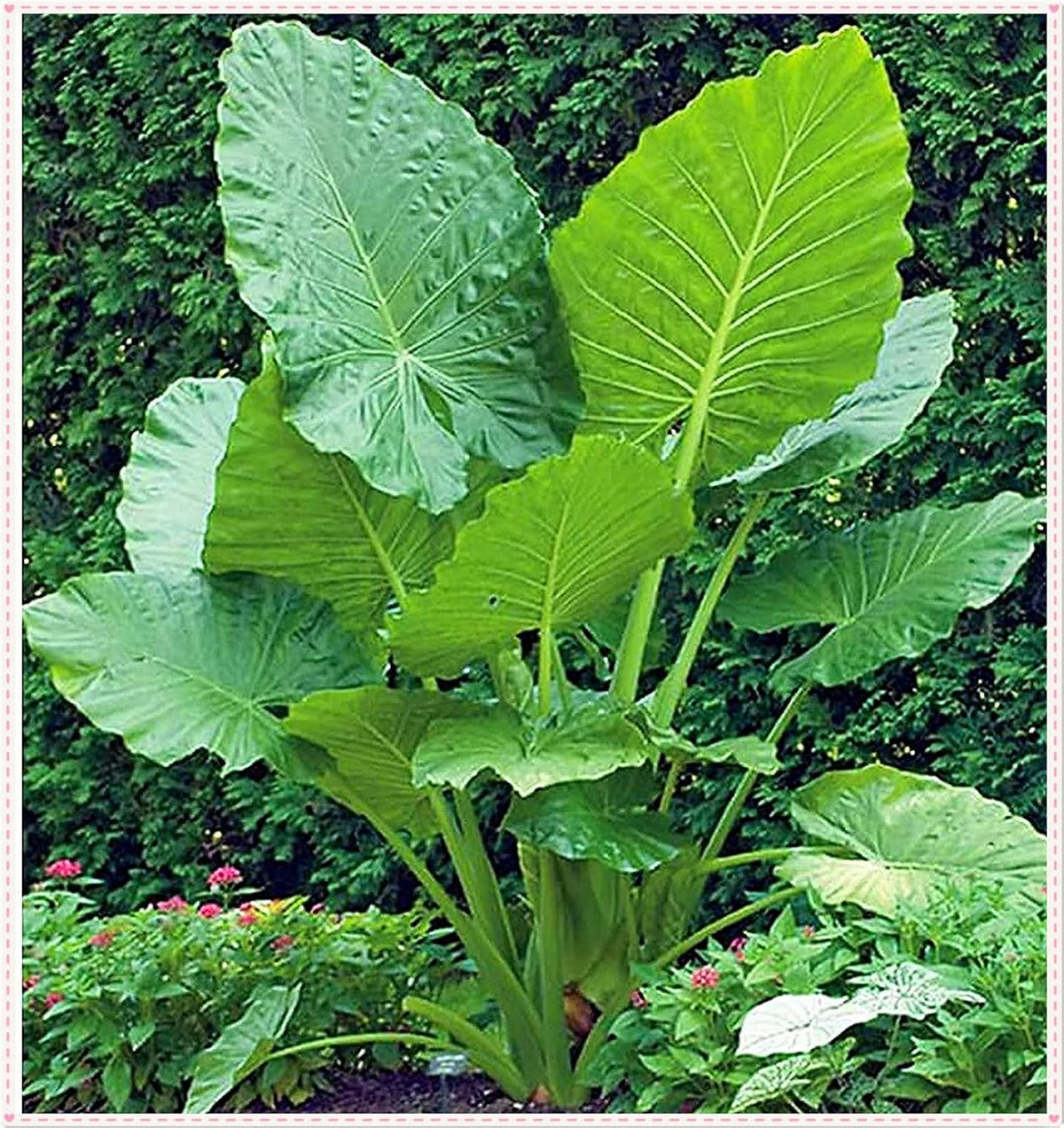 3 Bulbs Elephant Ear Bulbs Decorative Plants M600