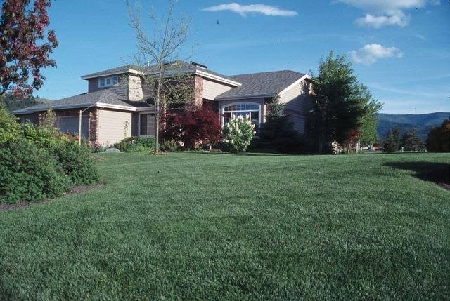 50 lbs Kentucky Bluegrass Seed V3587